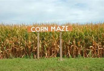 corn maze